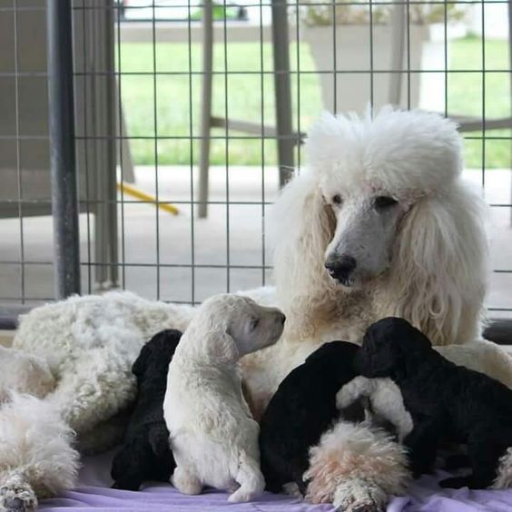 Privato o allevatore: come riconoscere quello serio dal ciarlatano