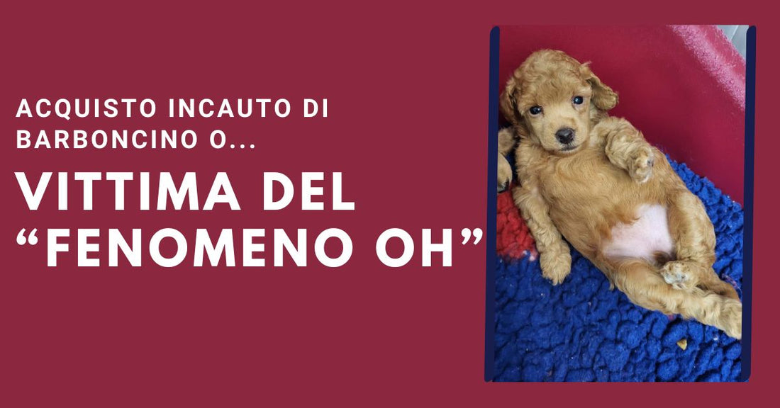 acquisto incauto barboncino
