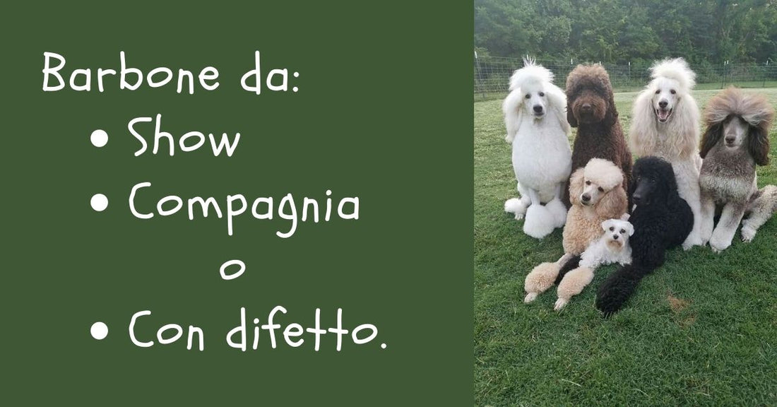 Barbone da Show o da compagnia: cosa cambia e quanto si paga