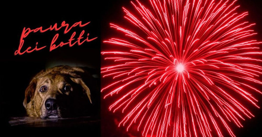 la paura dei botti nei cani