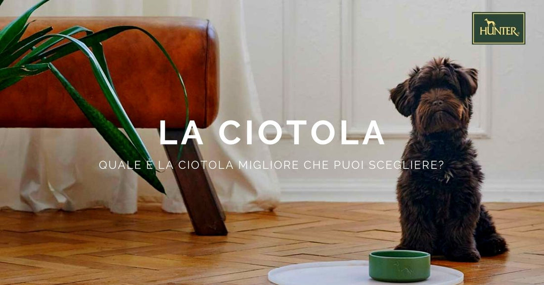 Come scegliere la ciotola per il cane