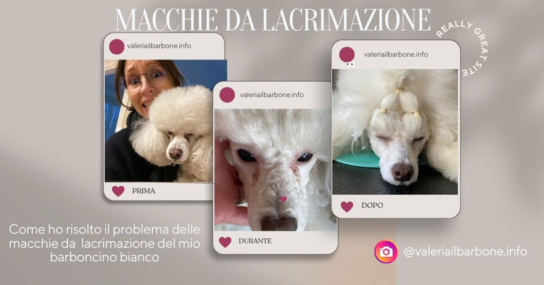 macchie occhi cane bianco