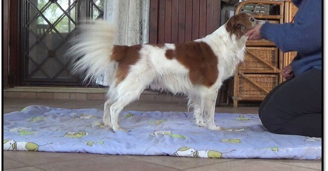 Chin rest cooperative Care