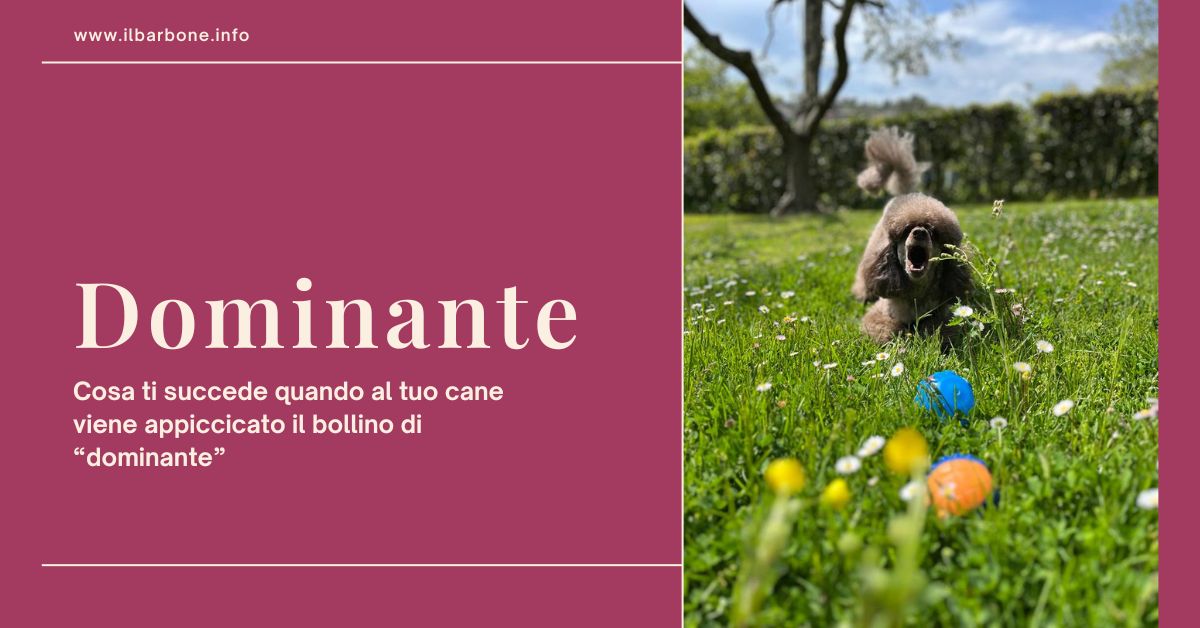 appiccicare al cane etichetta di dominante