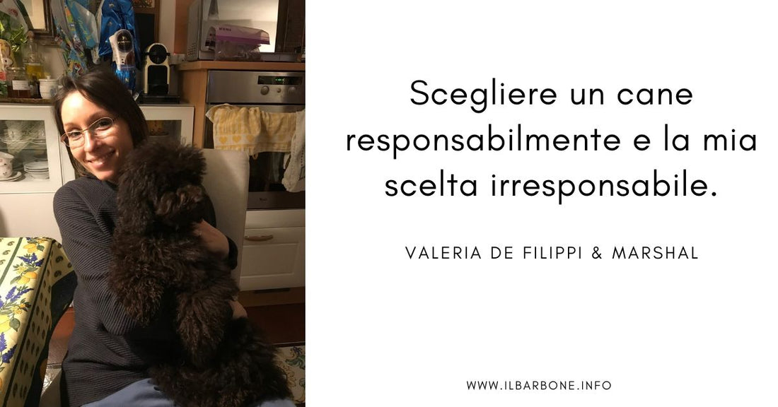 scegliere un barbone