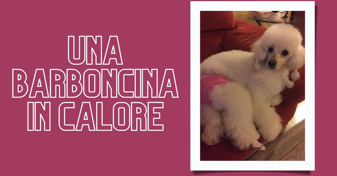 Una barboncina in calore