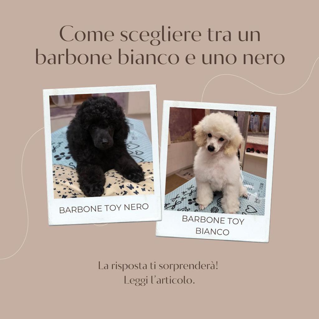 scegliere tra un barboncino bianco e nero