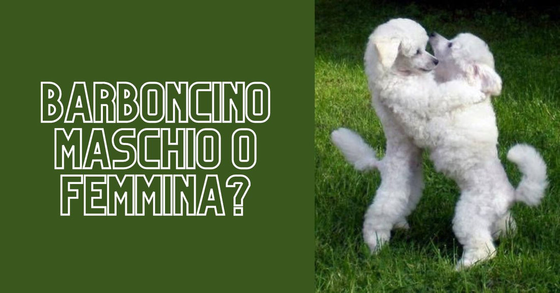 barboncino maschio o femmina