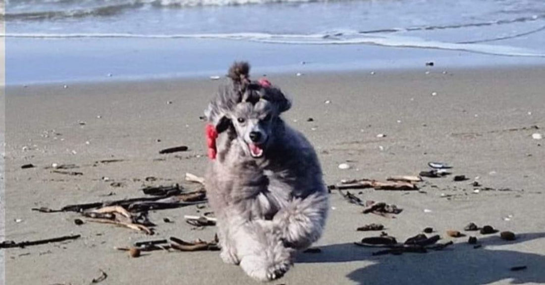 proteggere il pelo del cane dal sole