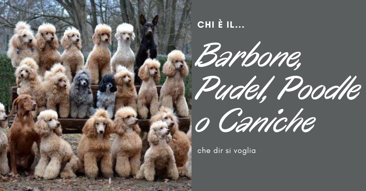 Razza barbone pudel poodle caniche