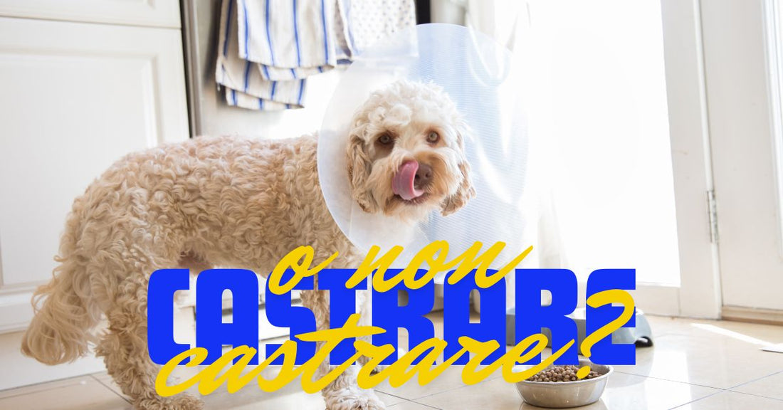 castrare o non castrare il cane?