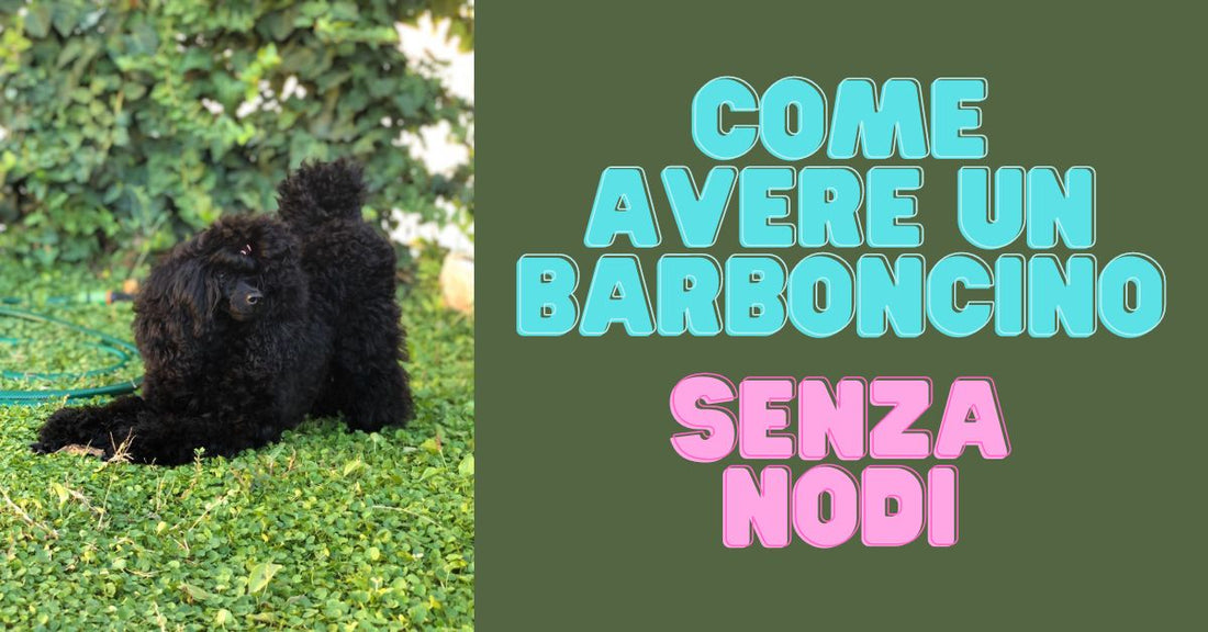 barboncino senza nodi