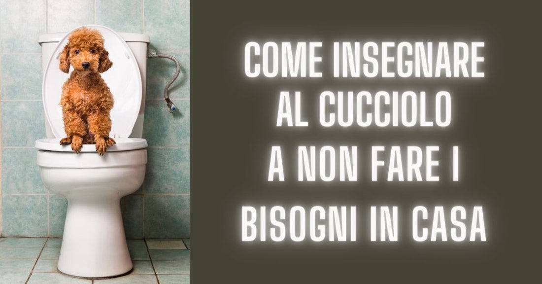 come insegnare al cucciolo a non sporcare in casa