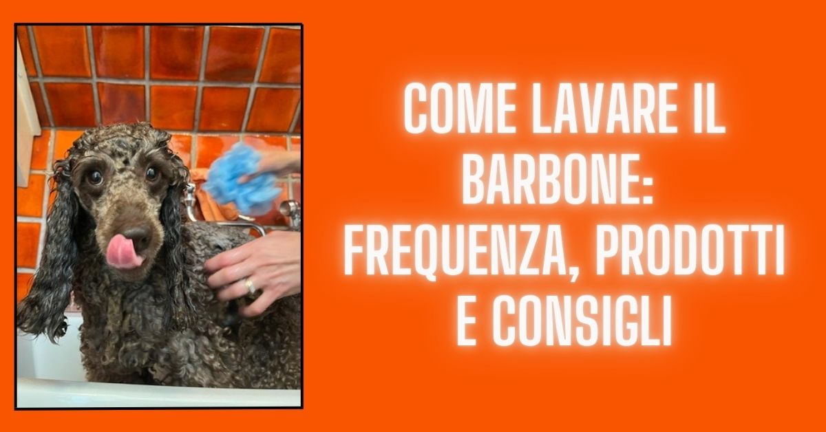 come lavare il barbone frequenza prodotti e consigli