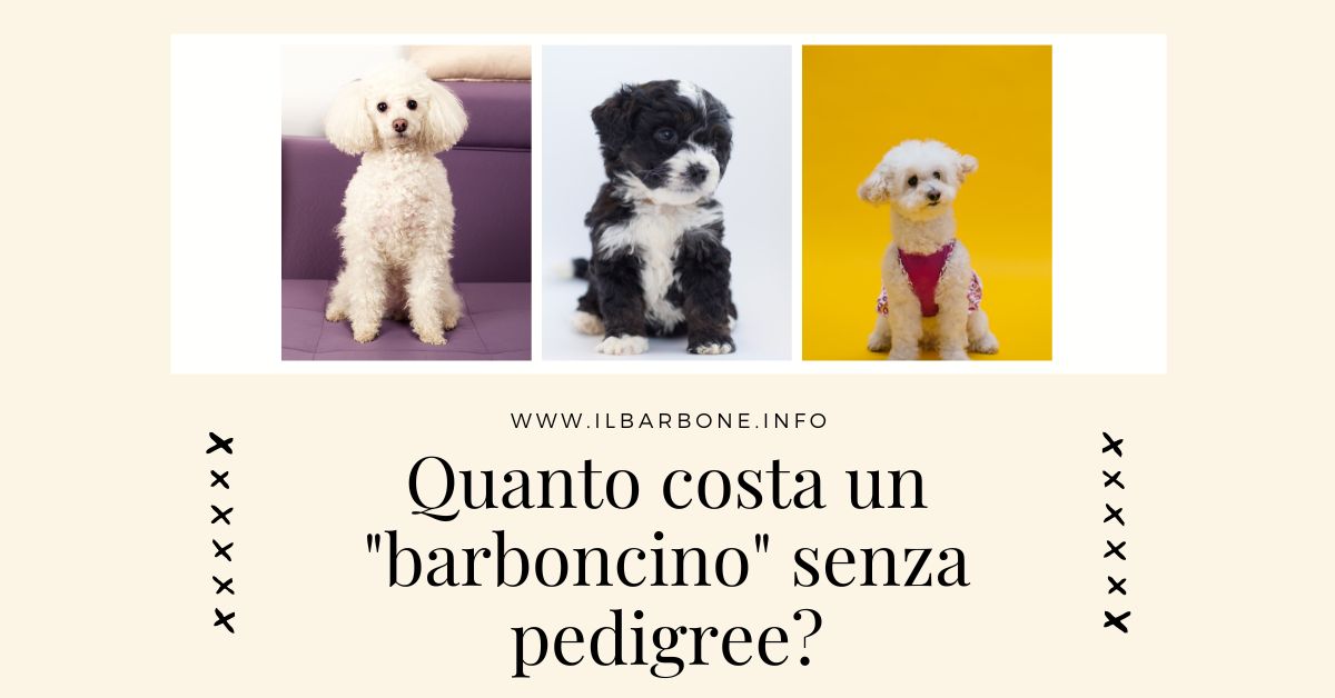 quanto costa un barboncino senza pedigree