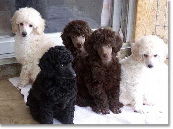 Carattere del Barbone: temperamento e differenze per colore