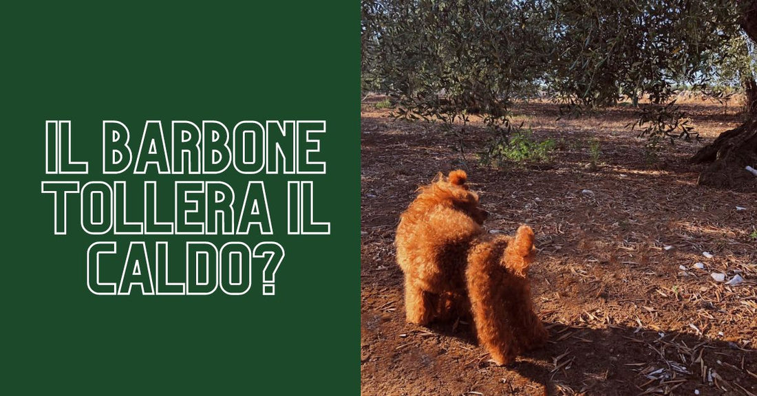 Il barbone tollera il caldo?