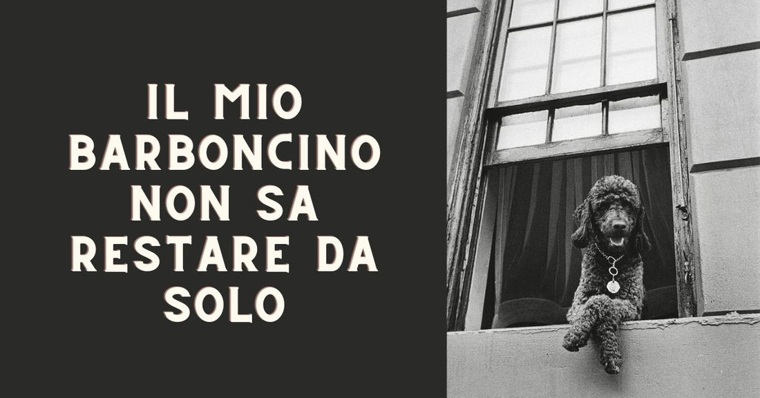 il barboncino no sa restare da solo