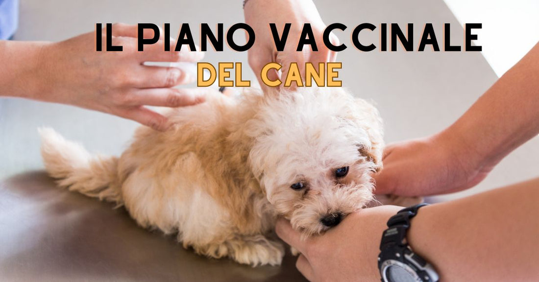 Il piano vaccinale del cane