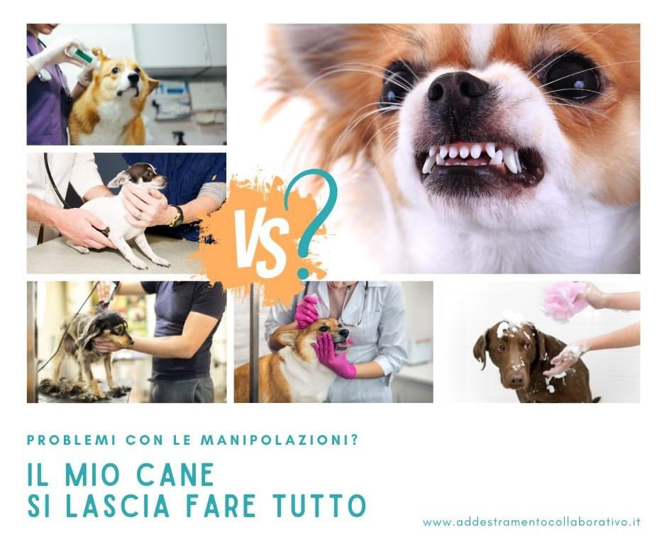Il cane si lascia fare tutto: è davvero un buon segno?