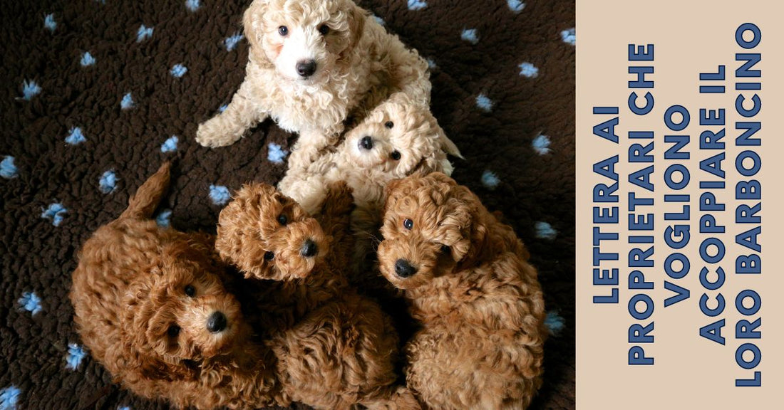 Vuoi accoppiare il tuo barboncino? Leggilo prima