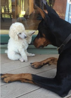 Il Barbone con altri cani e animali: come gestire la convivenza