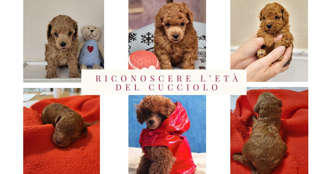 riconosce età reale di un cucciolo di cane