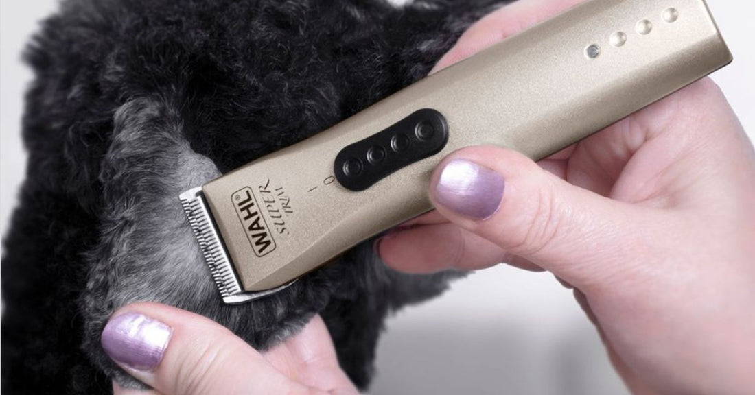 scegliere la tosatrice per il barboncino