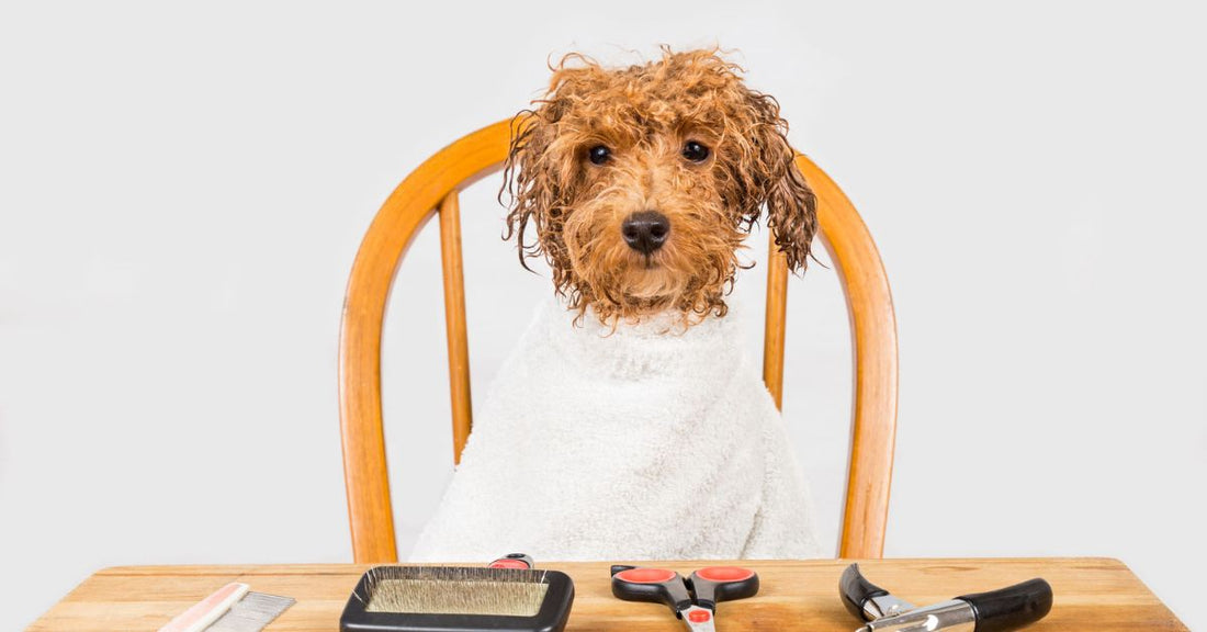 Toelettare un barboncino a casa