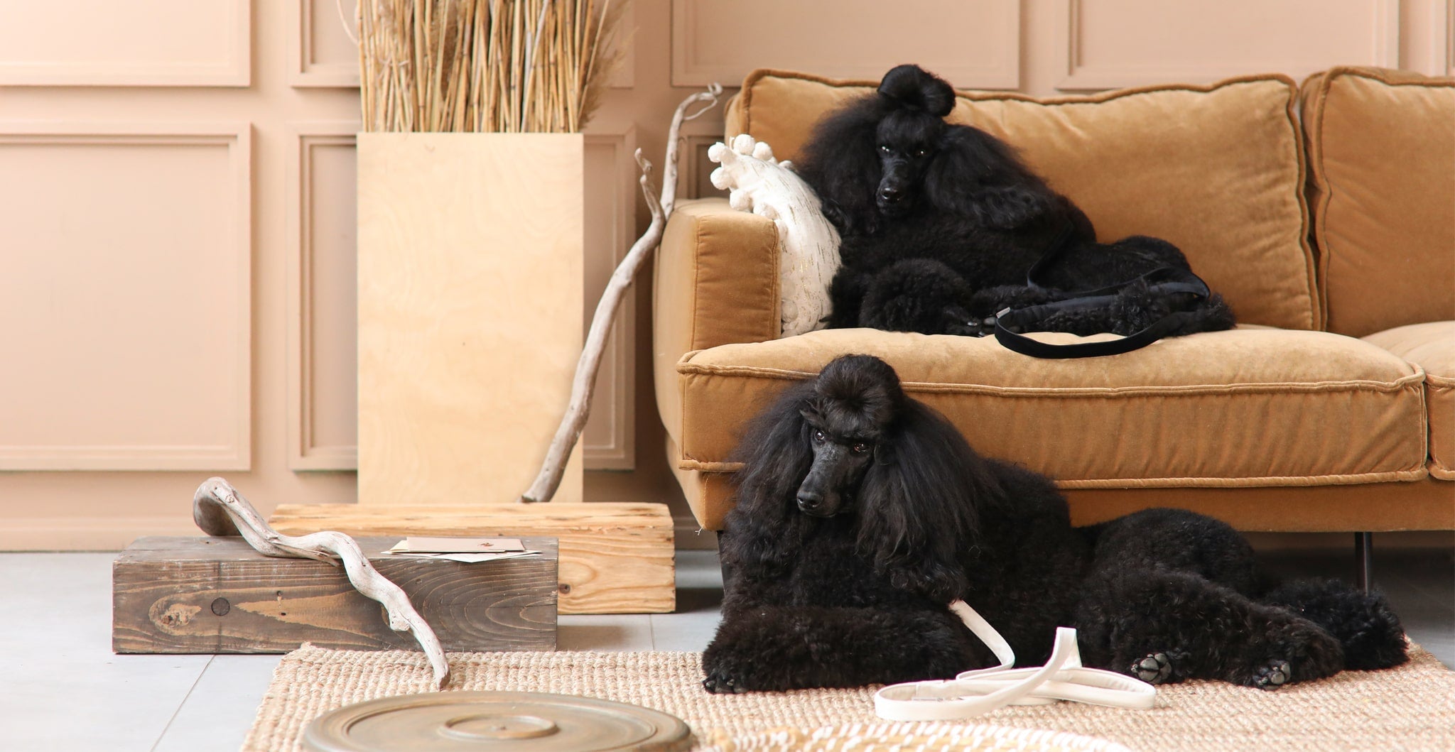 guinzaglio per collare Marseille