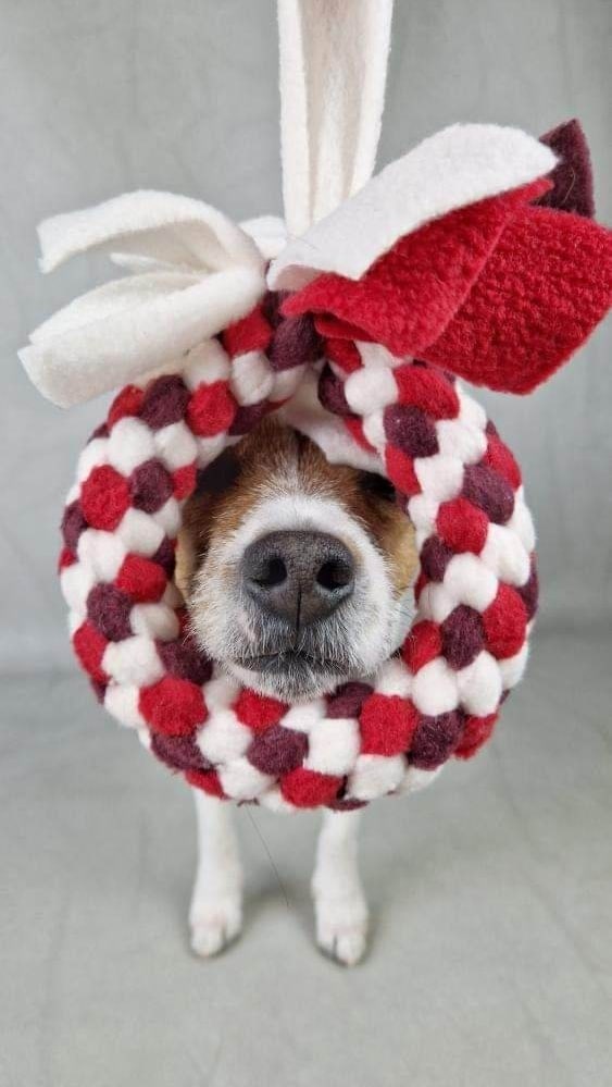 ZergelRing gioco per cani in pile