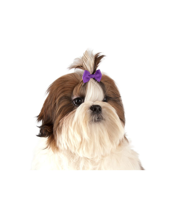 elastici per top knot cani