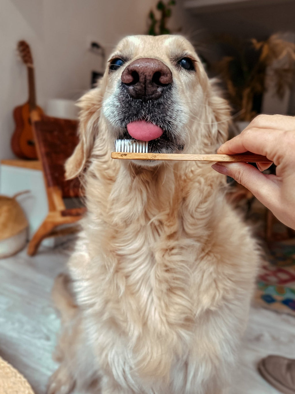 Spazzolino da denti cani e gatti-bambù