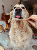 Spazzolino da denti cani e gatti-bambù