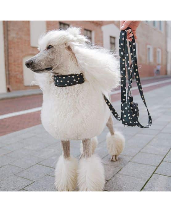 Collare Salvapelo per barboni e altri cani - Paris