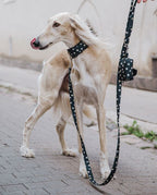 Collare Salvapelo per barboni e altri cani - Paris