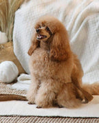 Guinzaglio Teddy 1,6 mt