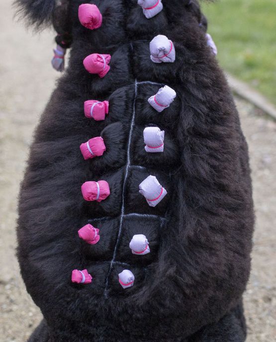 pacchetti cane milord dog