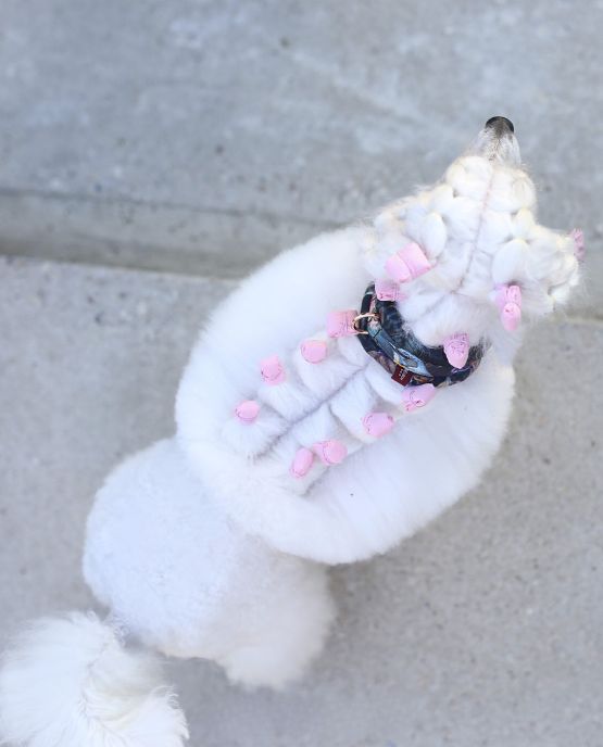 pacchetti per barbone expo