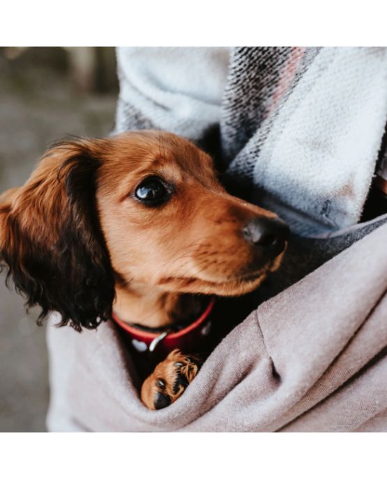 Borsa per cani Los Angeles di Hunter