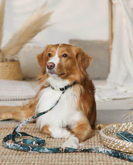 Collare Salvapelo per barboni e altri cani - Canberra
