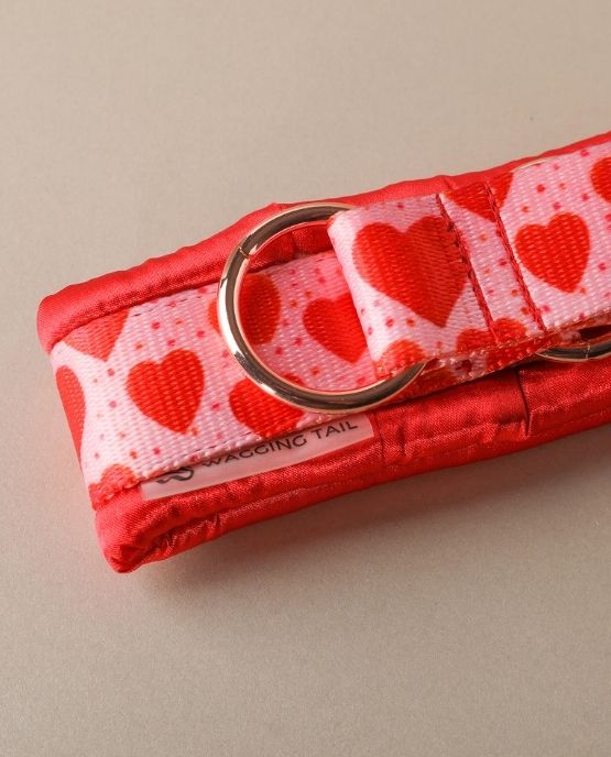 collare imbottito per cani