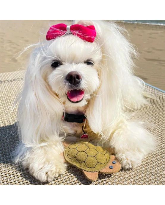 Gioco per cani tartaruga in camoscio di FunnyZoo