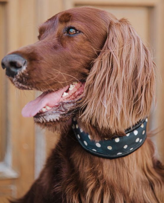 Collare Salvapelo per barboni e altri cani - Paris