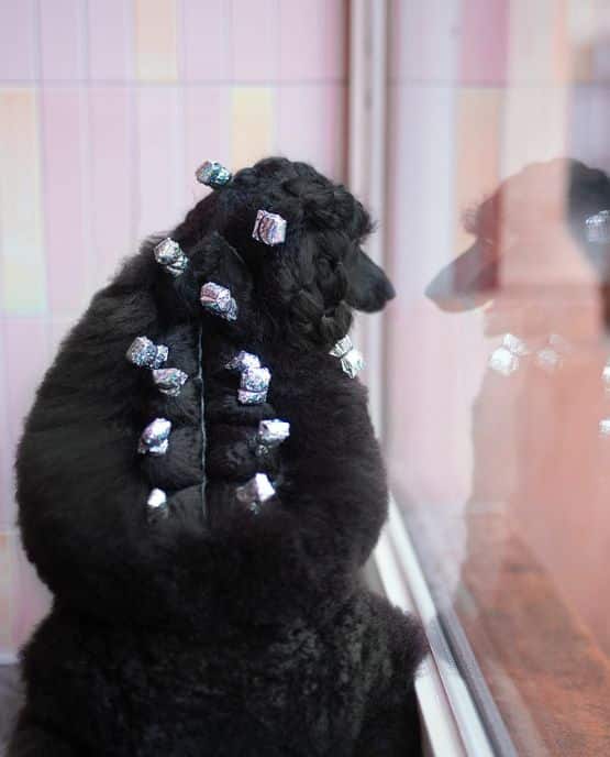 Involucri per pacchetti SOFT Foil Millor Dog - Star Dust