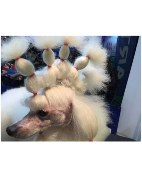 Elastici Show Tech lattice naturale per cani 1000pz disponibili in vari colori