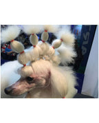Elastici Show Tech lattice naturale per cani 1000pz disponibili in vari colori